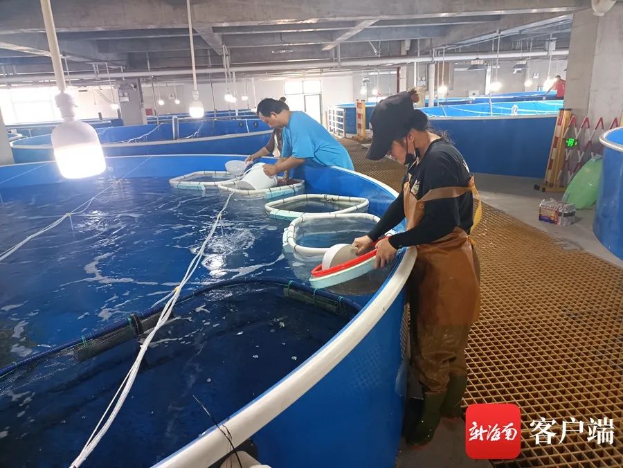 广西芝麻剑鱼苗养殖场图片